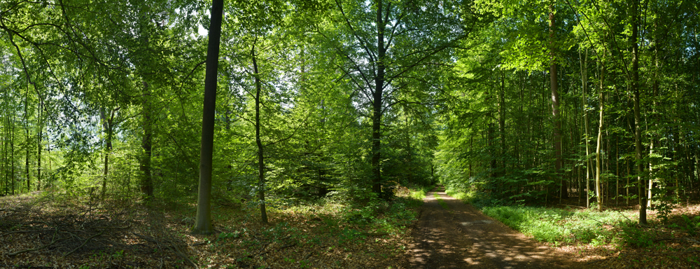 Preview Wald mit Weg Ton.jpg